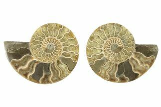 Cut & Polished, Agatized Ammonite Fossil - Madagascar #263292