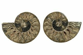 Cut & Polished Ammonite Fossil - Unusual Black Color #263309