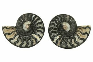 Cut & Polished Ammonite Fossil - Unusual Black Color #263311