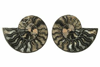 Cut & Polished Ammonite Fossil - Unusual Black Color #263315
