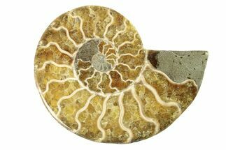 Cut & Polished Ammonite Fossil (Half) - Madagascar #263626