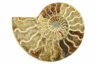Cut & Polished Ammonite Fossil (Half) - Madagascar #263629