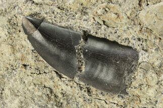 Allosaurus Tooth In Rock - Bone Cabin Quarry, Wyoming #263887
