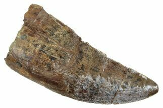 Serrated Tyrannosaur Tooth - Judith River Formation #263825