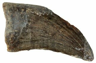 Serrated Tyrannosaur Tooth - Judith River Formation #263844