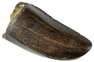Serrated Tyrannosaur Tooth - Judith River Formation #263846