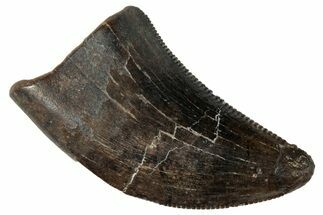 Serrated Tyrannosaur Tooth - Judith River Formation #263847