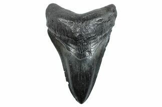 Fossil Megalodon Tooth - South Carolina #263923