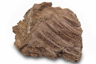 Permineralized Wood Covered In Sparkling Quartz -, Germany #263946