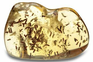 Polished Colombian Copal ( g) with Over Beetles #264031