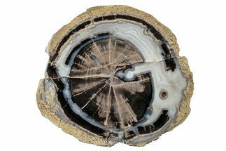 Petrified Wood (Schinoxylon) Round - Blue Forest, Wyoming #263972