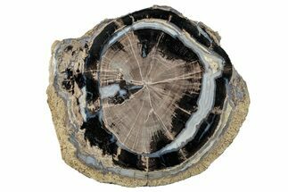 Petrified Wood (Schinoxylon) Round - Blue Forest, Wyoming #263980