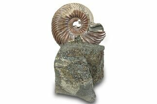 Iridescent, Pyritized Ammonite (Quenstedticeras) Fossil Display #264176