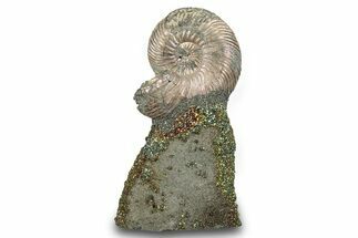 Iridescent, Pyritized Ammonite (Quenstedticeras) Fossil Display #264178