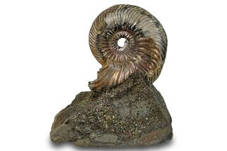 Iridescent, Pyritized Ammonite (Quenstedticeras) Fossil Display #264203