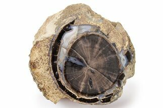 Petrified Wood (Schinoxylon) End Cut - Blue Forest, Wyoming #263902