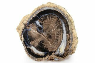 Petrified Wood (Schinoxylon) Round - Blue Forest, Wyoming #263914