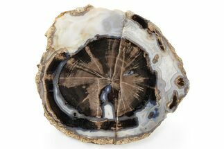 Petrified Wood (Schinoxylon) Round - Blue Forest, Wyoming #263927