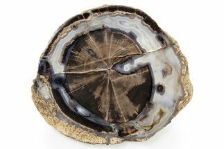 Petrified Wood (Schinoxylon) Round - Blue Forest, Wyoming #263930