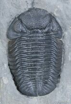 Primo New York Eldredgeops Trilobite #2516