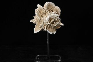 Selenite Desert Rose on Stand - Chihuahua, Mexico #264517