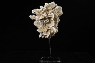 Selenite Desert Rose on Stand - Chihuahua, Mexico #264526