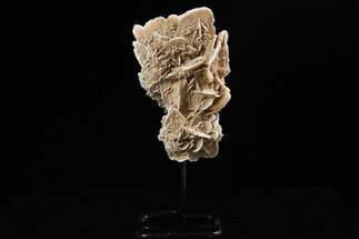 Selenite Desert Rose on Stand - Chihuahua, Mexico #264527