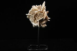 Selenite Desert Rose on Stand - Chihuahua, Mexico #264528
