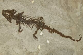 Fossil Salamander (Chelotriton) - Gracanica, Bosnia #264524