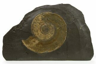 Jurassic Ammonite (Harpoceras) Fossil - Posidonia Shale, Germany #264535