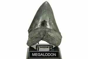 Bargain Fossil Great White Shark Tooth - 2.05 (#32989) For Sale 