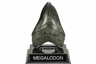 Fossil Megalodon Tooth - South Carolina #264546
