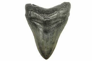 Fossil Megalodon Tooth - South Carolina #264560