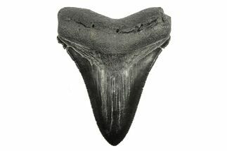 Serrated, Black Fossil Megalodon Tooth - South Carolina #264561