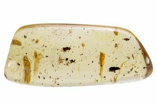 Polished Colombian Copal ( g) with Pseudoscorpion & Spider #264389