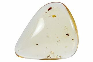 Polished Colombian Copal ( g) - Contains Insects! #264503