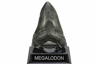 Fossil Megalodon Tooth - South Carolina River Meg #264543