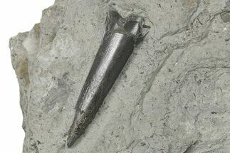 Fossil Belemnite (Acrocoelites) - Germany #264588