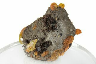 Colorful, Orange Agate Replaced Gastropods - Colorado #264682