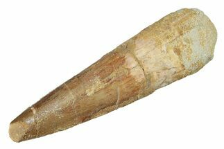 Fossil Spinosaurus Tooth - Real Dinosaur Tooth #264806