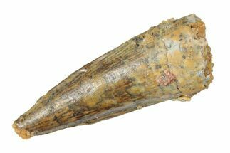 Juvenile Fossil Spinosaurus Tooth - Real Dinosaur Tooth #264812