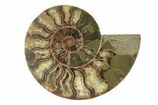 Cut & Polished Ammonite Fossil (Half) - Madagascar #264793