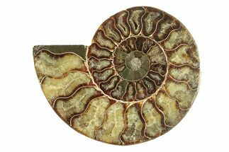 Cut & Polished Ammonite Fossil (Half) - Madagascar #264796