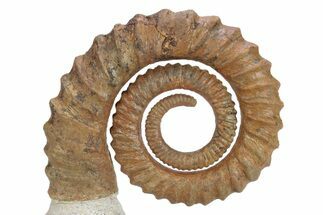 Early Devonian Ammonite (Anetoceras) - Tazarine, Morocco #264867