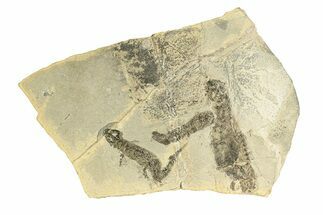 Permian Amphibian (Sclerocephalus) Fossils - Germany #264864