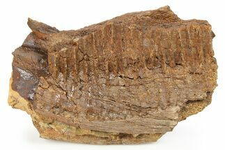 Hadrosaur (Edmontosaurus) Jaw Section - Wyoming #264942