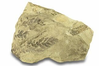Pennsylvanian Fossil Seed Fern (Alethopteris) With Fossil Cone #264891