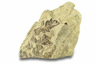 Pennsylvanian Fossil Seed Fern (Alethopteris) - Kansas #264894