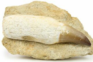 Rooted Mosasaur (Prognathodon) Tooth In Rock - Morocco #264622