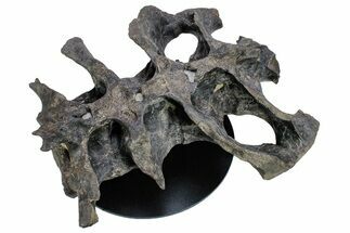 Fossil Ceratopsid (Achelousaurus) Sacrum - Montana #264988